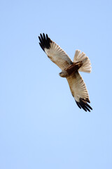 Western Marsh Harrier