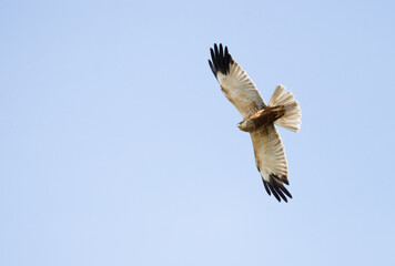 Western Marsh Harrier