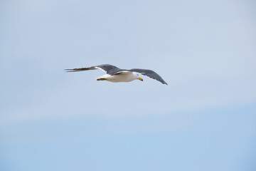 the Pacific gull is on the look out for food as he flies