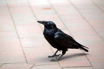 the australian raven ihas all-black plumage, beak and mouth, as well as strong grey-black legs and...
