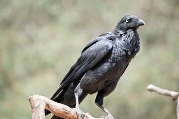 the Australian raven is a black bird is perched on a branch