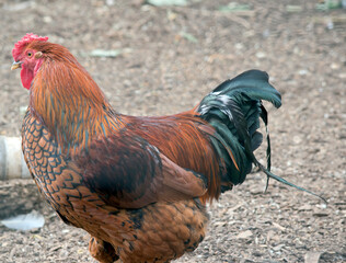 the rooster is brown and black with a red comb and wattle