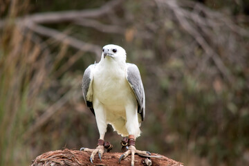 The White-bellied Sea-Eagle is the second largest raptor  found in Australia
