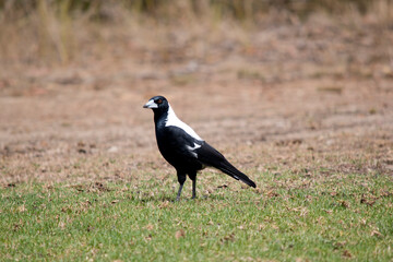 the magpie is a black and white bird  with brown eyes