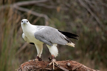 The White-bellied Sea-Eagle is the second largest raptor  found in Australia he is standing on a branch
