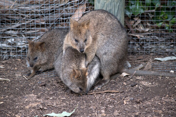 Naklejka premium the quokka is a small marsupial with tan ears and grey back and white chest and black paws
