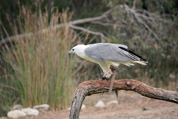 this is a side view of a white bellied sea eagle