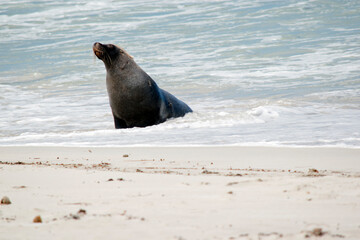 Fototapeta premium the male sea lion is all grey except for a patch of brown on their forhead