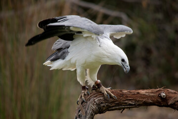 the sea eagle is about to take off