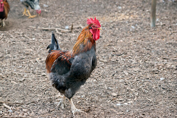 the rooster is brown and black with a red comb and wattle