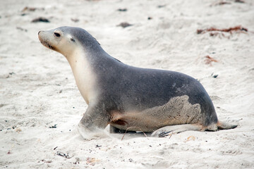 Obraz premium this is a side view of sea lion pup on the beach