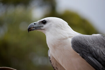 this is a close up of a white bellied sea eagle