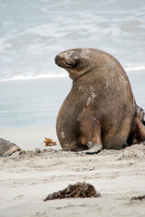 Obraz premium the sea lion is on the beach at seal bay