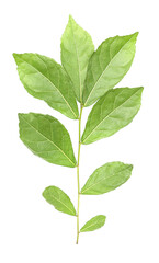 Fototapeta na wymiar fresh green leaves branches isolated on white background