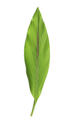 fresh green leaves isolated on white background