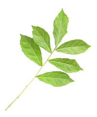 fresh green leaves branches isolated on white background