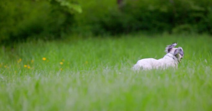 English setter running at the park slow motion