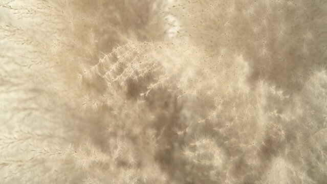 Softy and fluffy beige brown pampas grass, select focus, nature background                                