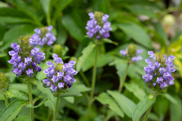ウツボグサ（Prunella vulgaris L. subsp. asiatica）をクローズアップ／シソ科