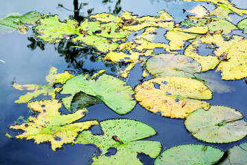 lilies in the pond