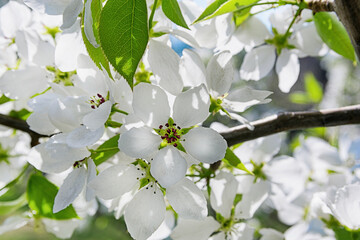 In the spring, a branch of an apple tree blossomed. Blooming apple tree. White flowers of an apple tree