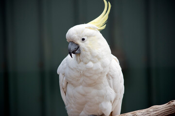 the sulphur crested cockatoo make a lovely pet