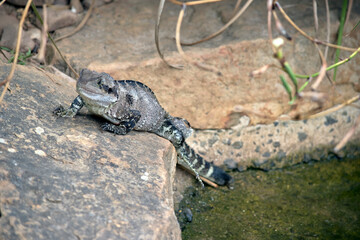 the water dragon lizard is grey with a black eye stripe