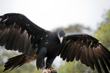 the wedge tailed eagle has brown feaathers the darker the feathers the older the bird