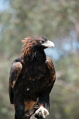 this is a close up of a wedge tailed eagle