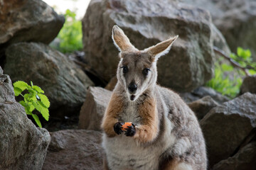 this is a close up of a yellow footed rock wallaby eating a carrot