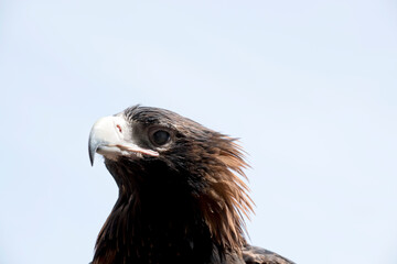 this is a close up of a wedge tail eagle. He has brown eyes and a white beak with a bit of grey at the end.