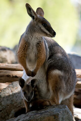 Naklejka na ściany i meble the yellow footed rock wallaby has a joey in her pouch