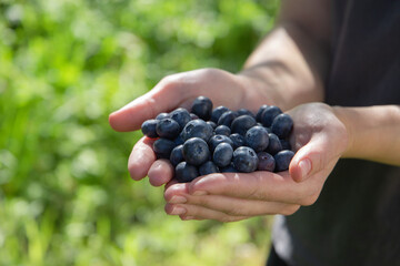 Naklejka na ściany i meble blueberries in the hands, sun light