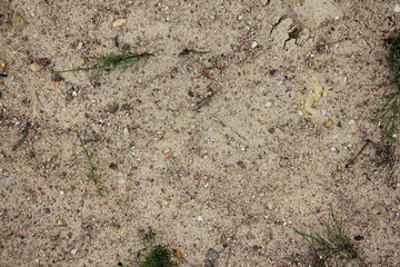 Sand on the road with small stones and sprouted grass. Background of sand and stones.