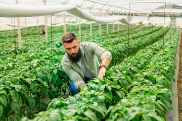 Men in 30' small business owner checking his pepper plants in greenhouse.