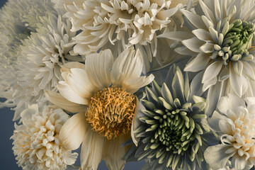 background of white flowers, close-up, chamomile and asters.