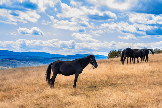Beautiful herd of close black horses in the area of Serbia near the Uvac National Resort with cloudy sky
