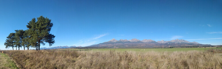 Obraz premium field of grass