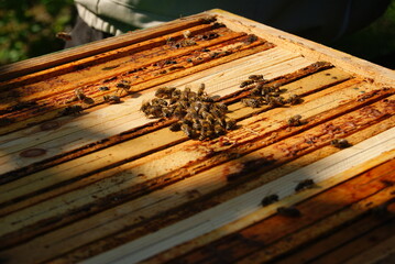 Pszczoły na ulu
