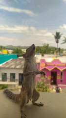 The Squirrel standing straight and looking upwards and the picture explain the funny animals.