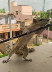 Squirrel dancing front of mirror and enjoy the life with fun.