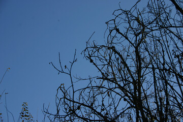tree branches against blue sky