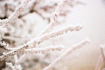 frost on branches