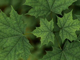 green maple leaf. screensaver. close up. copy space. mockup. depressed