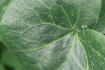 blur effect. green leaf. screensaver. close up. copy space. mockup