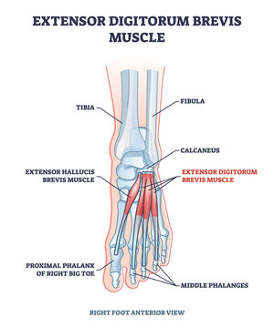 Extensor digitorum brevis muscle for foot phalanges movement outline diagram. Labeled educational scheme with feet anatomy and skeleton structure vector illustration. Physiological anterior view.
