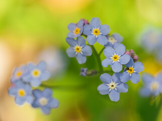 forget-me-not flowers on a yellow-green background. close up. copy space. mockup