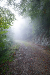 Obraz premium Camino en un bosque (hayedo) bajo la lluvia otoñal (niebla, bruma, humedad)