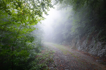 Camino/carretera en un bosque (hayedo) bajo la lluvia otoñal (niebla, bruma, humedad). Misterio, misterioso.