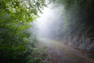 Camino/carretera en un bosque (hayedo) bajo la lluvia otoñal (niebla, bruma, humedad). Misterio,...